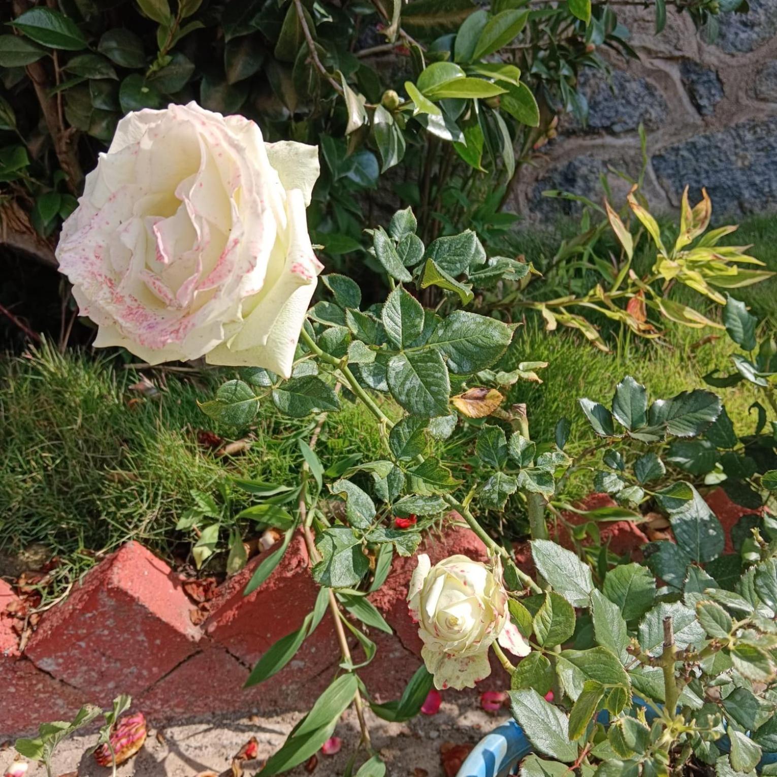 Kodai Riya Paradise Kodaikanal Buitenkant foto