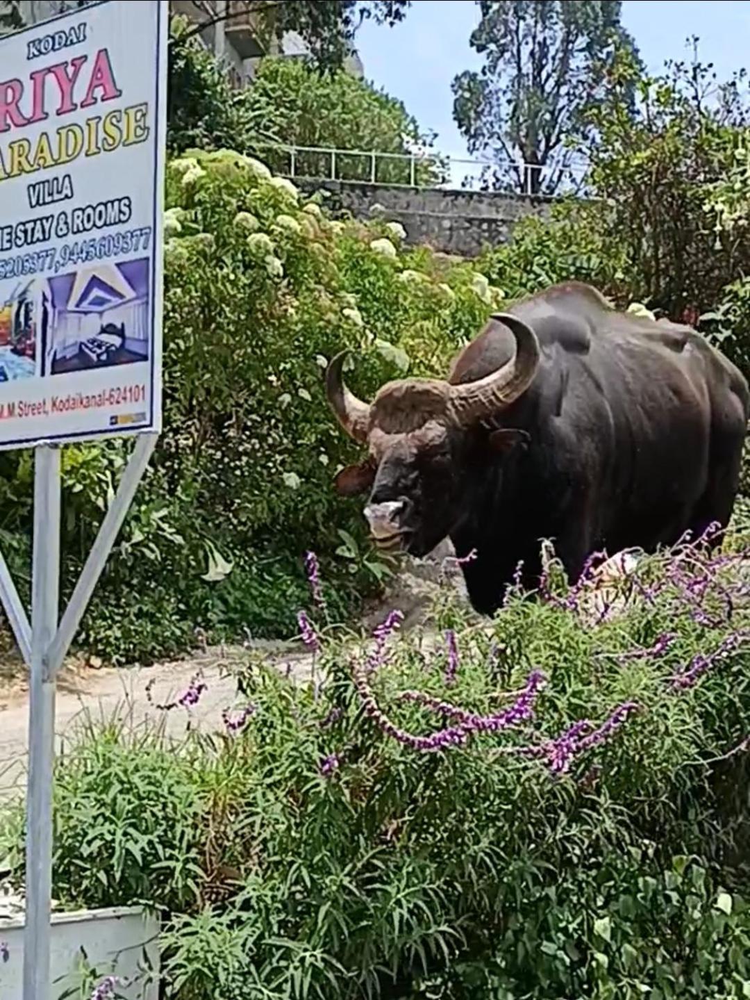 Kodai Riya Paradise Kodaikanal Buitenkant foto