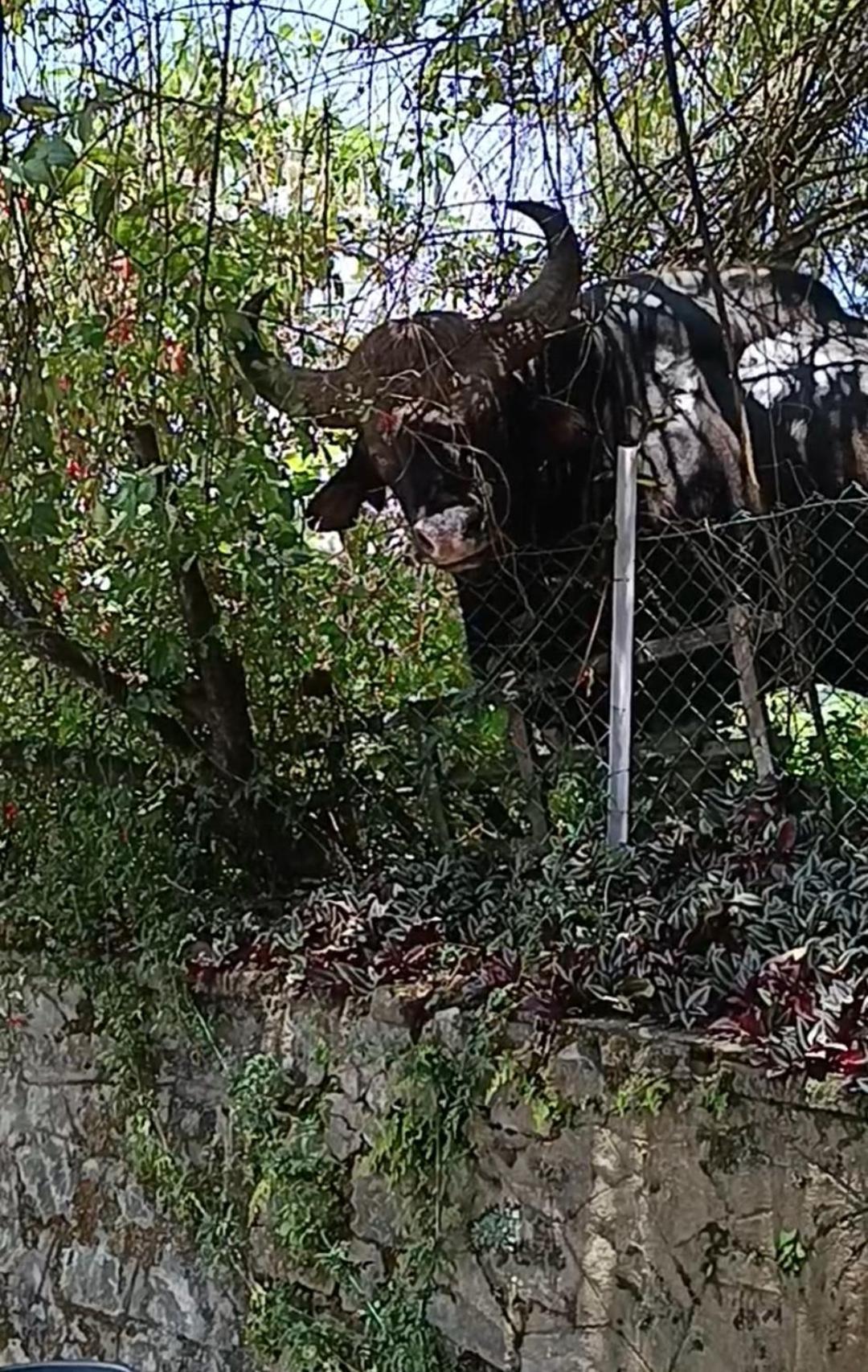 Kodai Riya Paradise Kodaikanal Buitenkant foto